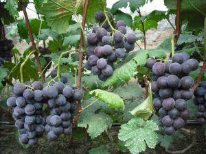 大葡萄是什么品种,最大颗粒葡萄是什么品种？