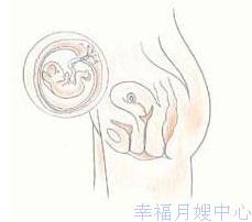 怀孕三个月的胎儿图(怀孕三个月的胎儿是什么样子的)