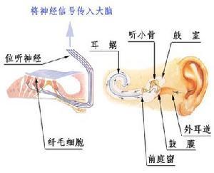 神经性耳鸣有什么危害