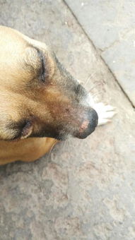 狗狗的鼻子肿胀 毛也掉了 涂红霉素好像没多大作用 是不是得什么病了 怎么办 