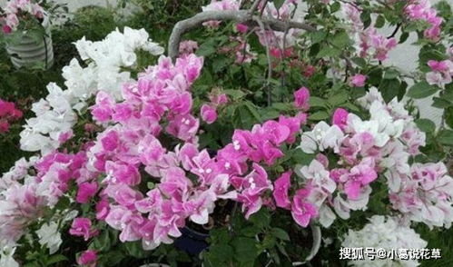 北阳台光线较差,怎么盆栽植物 5款 耐阴花 ,没问题