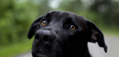 为什么那么多人喜欢黑狗 这5大好处,不可忽视