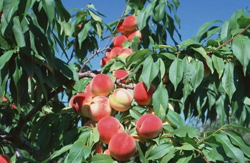 种植桃树几年结果,一米高桃树几年结果
