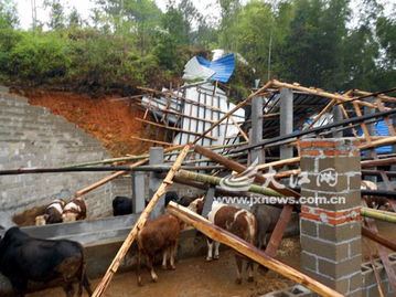 冰雹下 屋顶塌 五千鸡崽遭了殃 