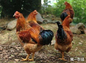 延津县来兴峰领头当 鸡司令 助农增收致富