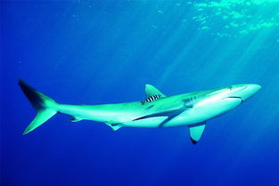 梦见鲨鱼是什么意思 梦中游泳被鲨鱼追赶是好梦吗