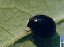 一种黑色的虫子是什么虫 