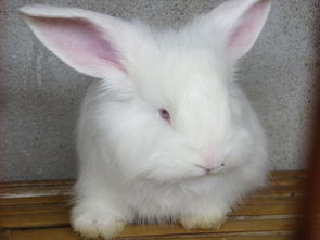 珍珠长毛兔兔毛批发价格 珍珠长毛兔兔毛批发型号规格 