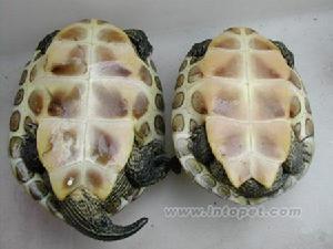 这是什么龟,有人说是草龟,但它嘴上有锯齿状的,像花龟 