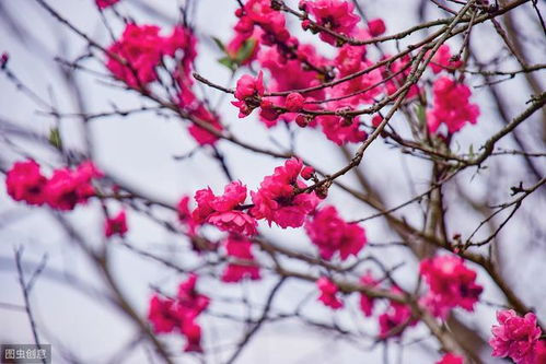 命带桃花星,容易外遇出轨