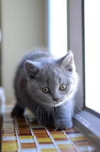 英国蓝色短毛猫