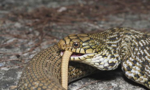 台湾2王锦蛇厮杀,当场蛇吃蛇,蛇能吃同类 为何哺乳动物不行