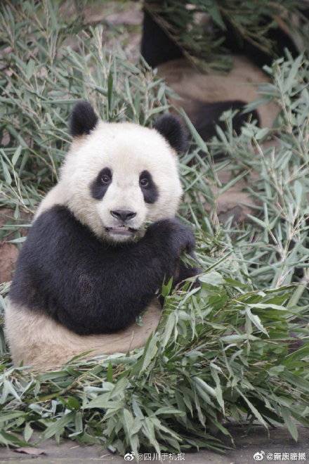 降级了 大熊猫受威胁程度等级降为易危