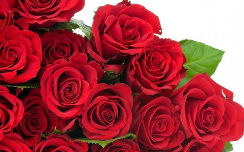 玫瑰花是什么味道，真正的玫瑰花有香味吗？