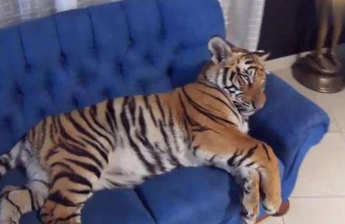 老虎躲在椅子下睡觉,被吵醒后一脸不爽,扭头对着主人的脚就是一口