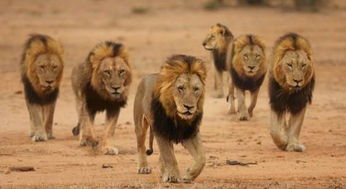 动物搞笑照片的背后,是狮子的生存逻辑,和雄狮对流言蜚语的辩白