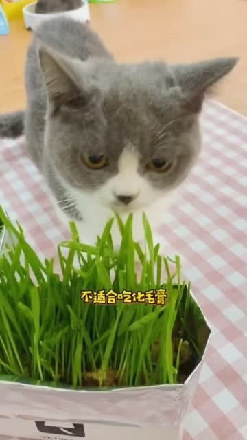 你们说猫草是什么味道呢 为什么小猫咪们都这么爱吃呀 