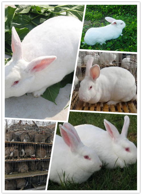 新西兰兔肉兔多少钱一只哪里有卖的