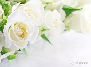 生活中常见的白色系花花,你见过哪几种