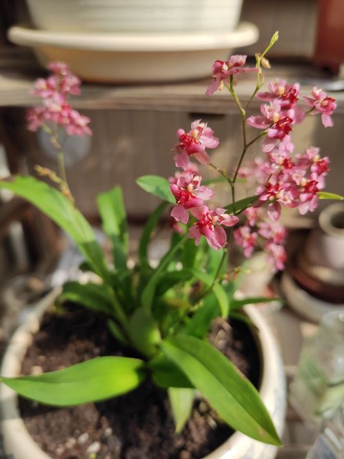 没光也能开花的4种植物,花香浓郁寓意好,冬天养正合适