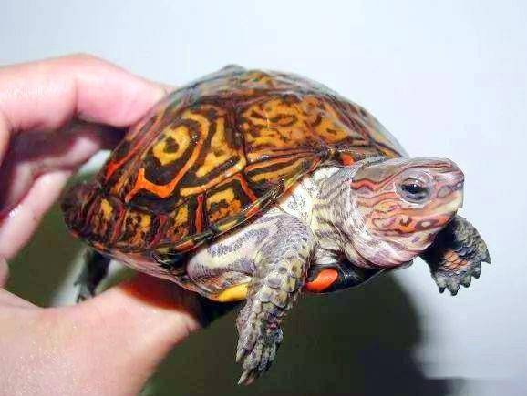 一日一龟 油彩木纹龟