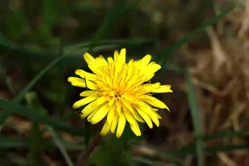 花的完整性：辨别完全花与不完全花