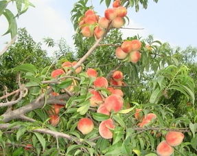 梦见树上结满桃子