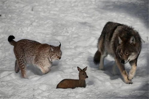 大兴安岭发现用3条腿走路的狼 狼抢走猞猁的猎物,猞猁咬死幼狼