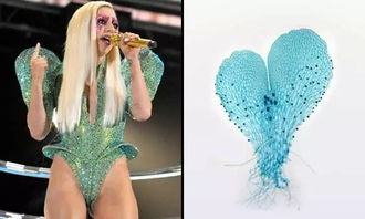Lady Gaga蕨 碧昂丝牛虻 布什虫 科学家给物种起名也太随便了