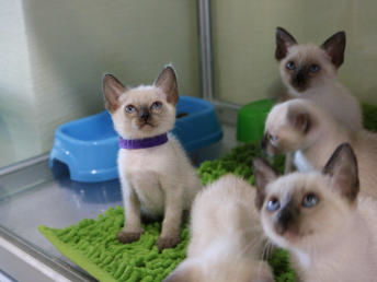图 重庆璧山暹罗猫幼崽多少钱一只 重庆宠物猫 