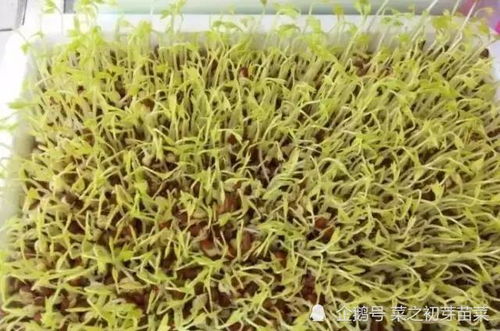红豆芽苗菜的培育方法
