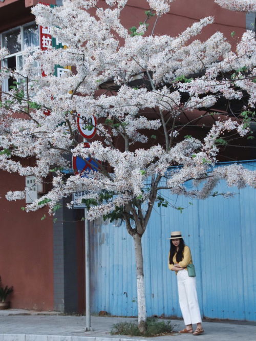 普洱 泰国樱花正当时 快去和花花合个影吧 