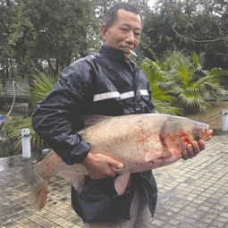 成都 景观鱼养大了 能捞起来吃么 