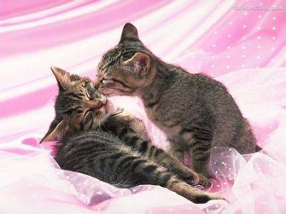 猫咪喜欢被人亲吗 希望那些亲亲抱抱举高高的心里有点数 