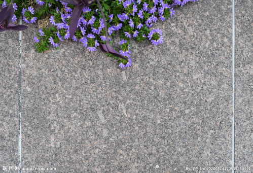 大理石砖墙上的紫色花朵图片 