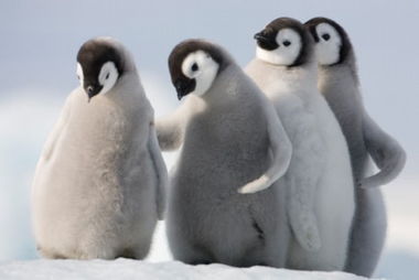 南极小企鹅(南极有多少只企鹅)