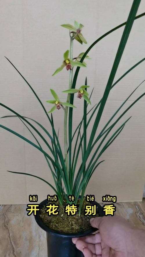 花卉绿植正确栽种兰花,保你养好兰 