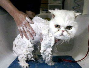 小猫洗澡后怎么处理 