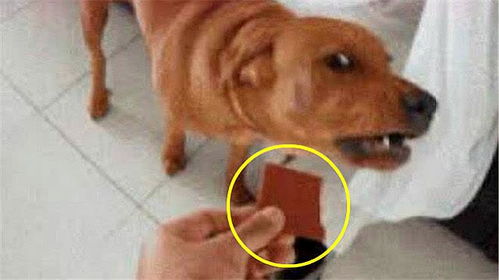狗吃巧克力会死吗,狗吃巧克力会死吗 辟谣