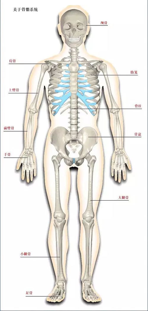 人体骨骼(人体骨骼有哪些)