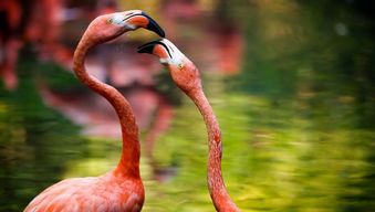粉红色的火烈鸟,敏捷伶俐 