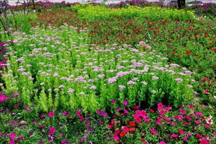 和平家园花圃怎么弄好看(和平精英花圃9级选哪个花)(和平精英小花园在哪里)