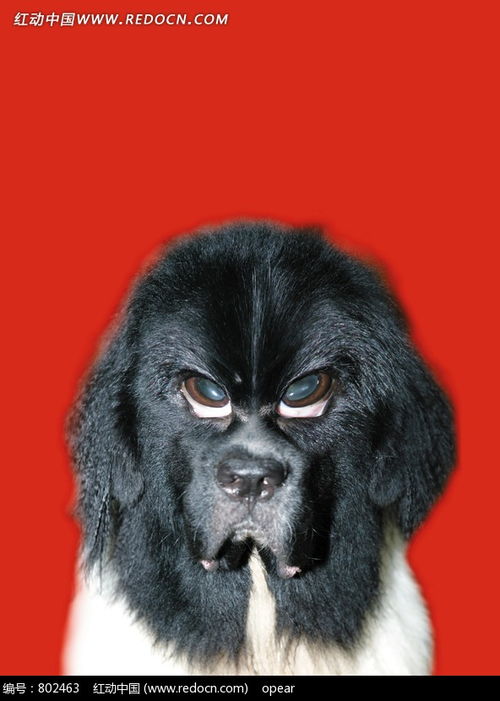 动物搞笑图片斜眼睛的黑狗图片 802463 