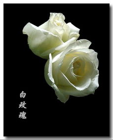 七朵白玫瑰的花语是什么？