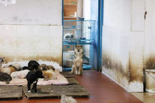 探访宁波最大流浪狗基地 是你们让这个世界变得更加温暖 宠物频道 