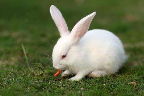 兔子滴耳液怎么用,兔子滴耳液的使用方法