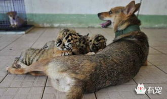 狗妈妈喂养三只虎儿子,后妈的爱更伟大