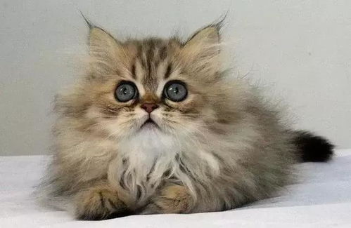 什么品种的猫最可爱 最可爱的猫咪十大排名 世界上最萌的猫在这 