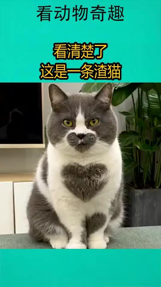 看清楚了,这是一条渣猫 