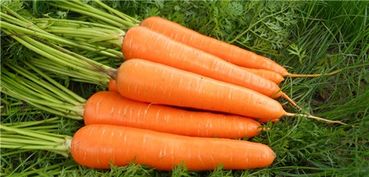 胡萝卜是维生素几